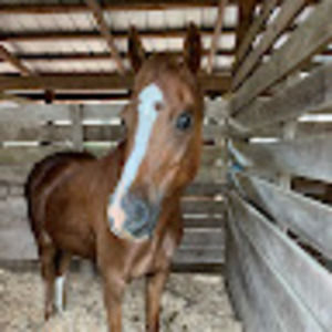 Meet your Posher, Ava